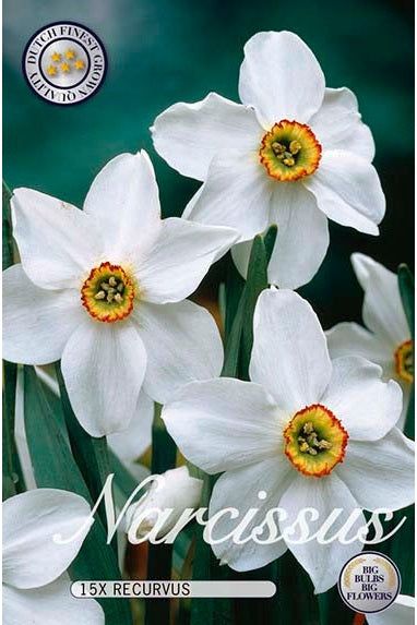 Narciss Recurvus 15-pakning